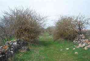 pinilla camino pozo nuevo